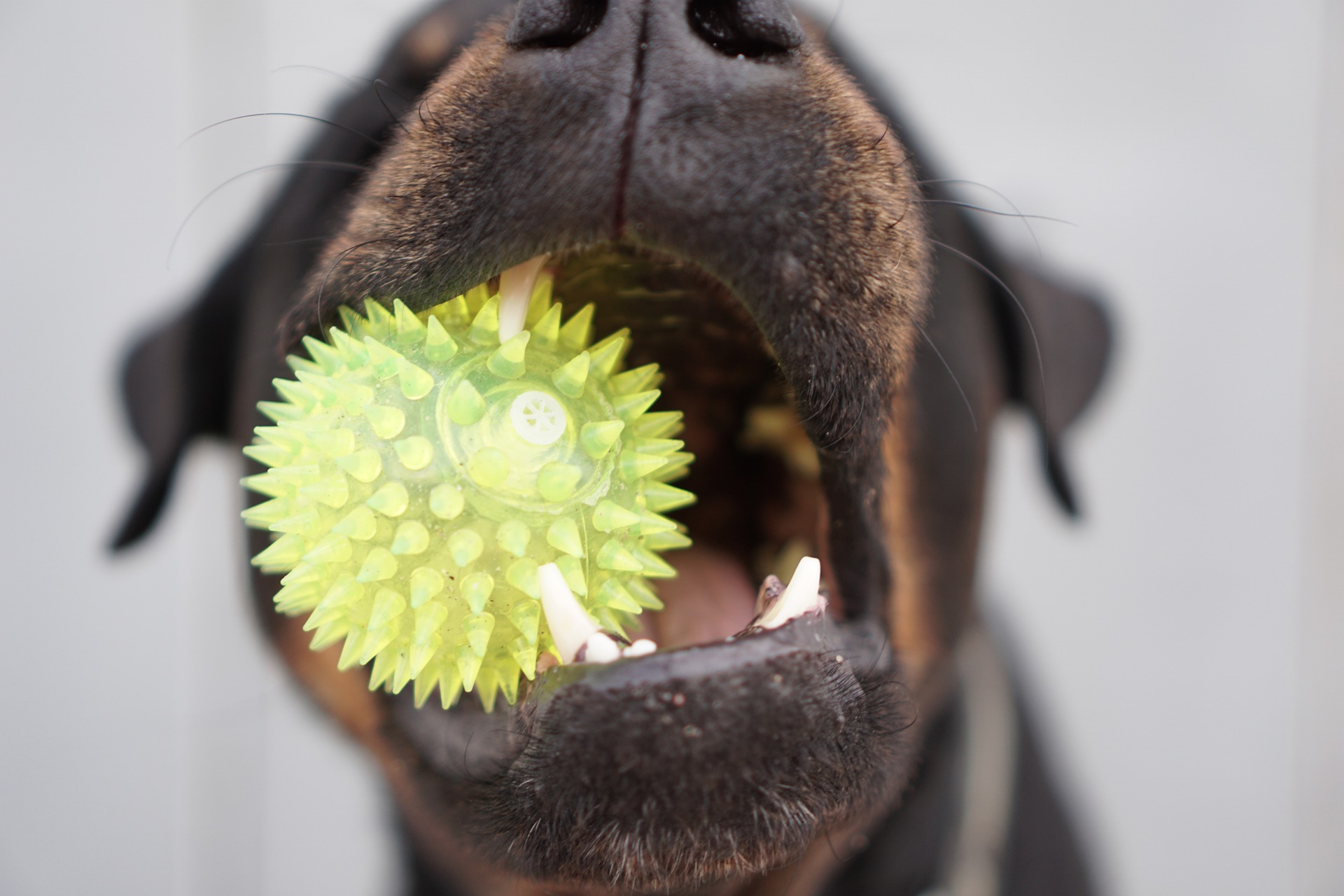 Hound Butler Pet Products