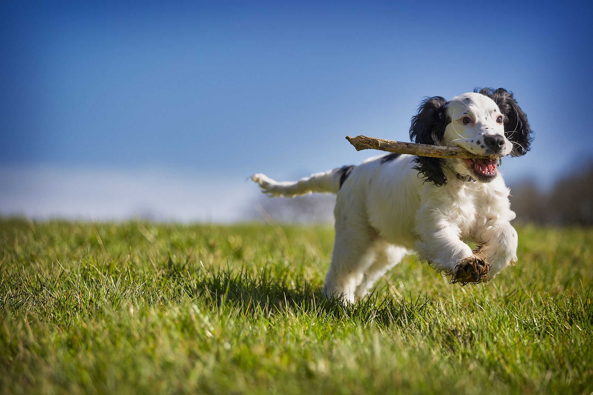 Hound Butler Eco Friendly Dog